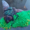 Resting Fly