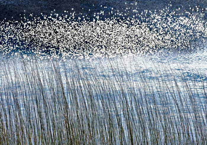 jan17-lilley-michiganwetlands-700wi
