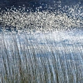 jan17-lilley-michiganwetlands-700wi