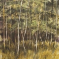 jan17-venturelli-birches-700hi