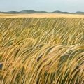 jan19-headly-dunegrass-700wi