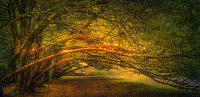 may15-hauser-being-trees-700wi