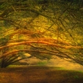 may15-hauser-being-trees-700wi