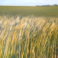 may2015-headly-wall-of-grass-700wi