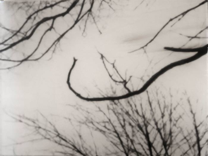 feb17-cole-treelines-700wi