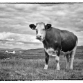 apr15-hauser-enjoying-700wi