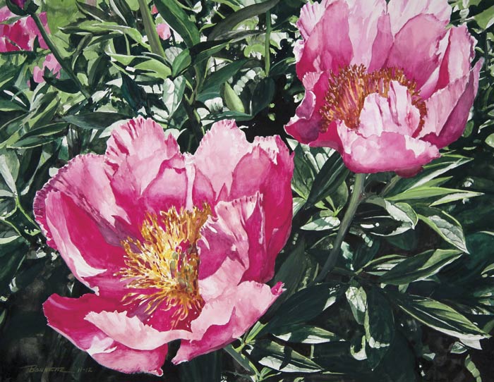 aug16-bonnette-pinkpeonies-700wi
