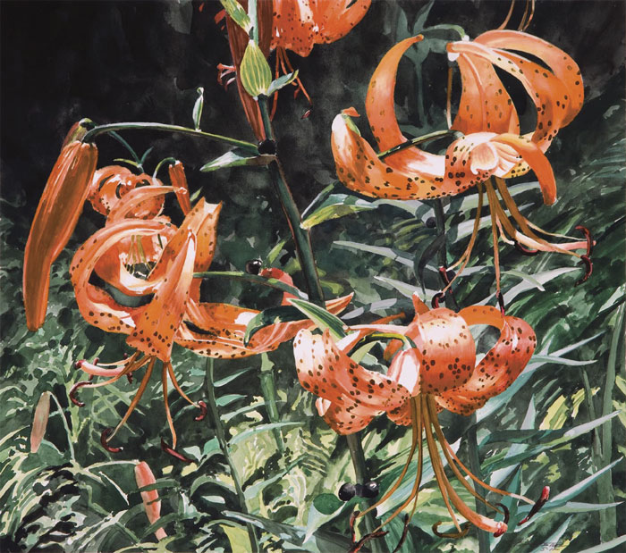 aug16-bonnette-tigerlily-700wi