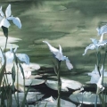 aug16-bonnette-blueiris-700wi