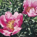 aug16-bonnette-pinkpeonies-700wi