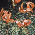 aug16-bonnette-tigerlily-700wi