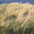 aug17-headly-openfield-700wi
