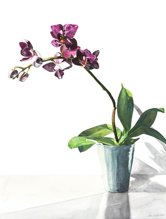Jul19-mann-orchidinwindow-700hi