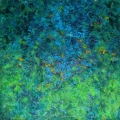 Jul19-schwartz-nocturne-700hi