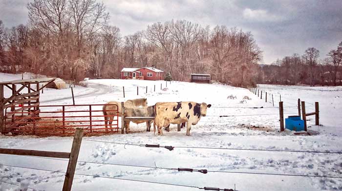 feb18-hauser-americanpastoral-700wi