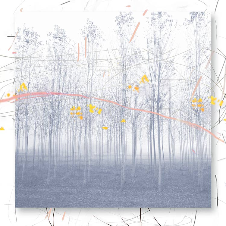 Wild Forest, No. 14, State 2