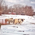 feb18-hauser-americanpastoral-700wi