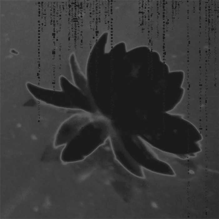 jun17-cole-blackwaterlily-700hi