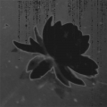 jun17-cole-blackwaterlily-700hi
