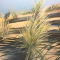 jun17-headly-inthedunes-700wi