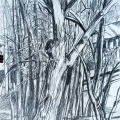jun16-kaplan-greatoak-700hi