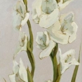 dec18-venturelli-gladiolas4-700hi