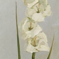 dec18-venturelli-gladiolas5-700hi