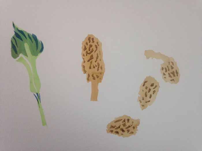 nov16-innes-morels-700wi