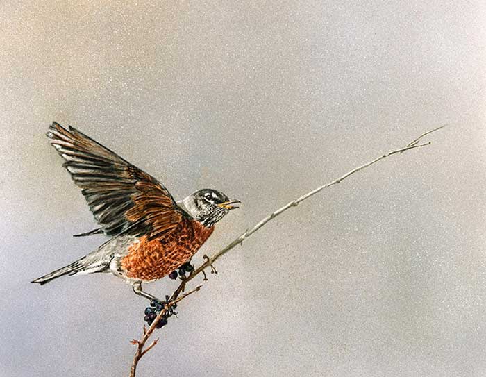 oct17-hanna-americanrobin-700wi