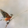 oct17-hanna-americanrobin-700wi