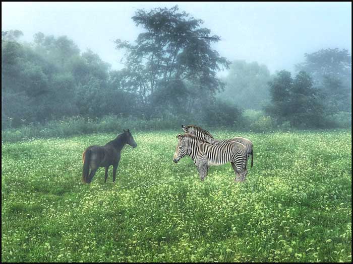 sep17-hauser-peace-700wi