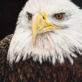 sep17-hanna-eagle_leslie-science-700hi