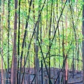 Sep19-coron-inthewoods-700