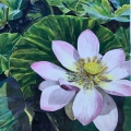 Sep19-mann-riversidelotus-700hi