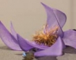 dec14-lambers-purple-flower-120hi