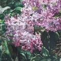Dec16-bonnette-lilacs-700wi