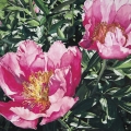 Dec16-bonnette-peonies-700wi