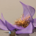 dec14-lambers-purple-flower-700wi