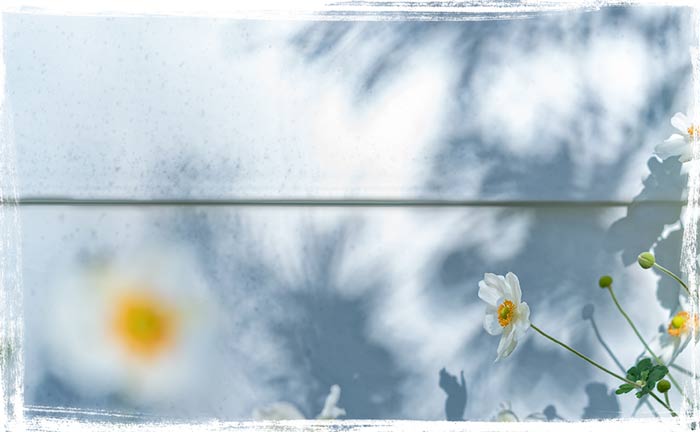Shadows of the Windflower