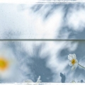 Shadows of the Windflower
