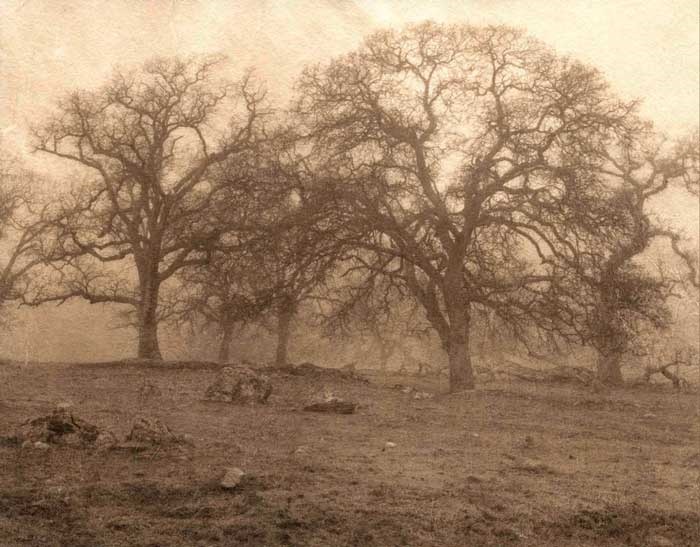 Oaks in fog, Yuba County, California : platinum palladium print on handmade Japanese Gampi Torinoko paper : 4"h x 5"w : by Eli Rush