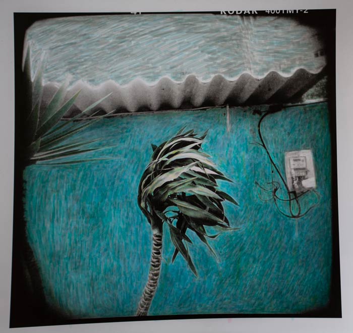  Palmera : hand colored silver gelatin print : 11"h x 11"w : by Lisa Steichmann